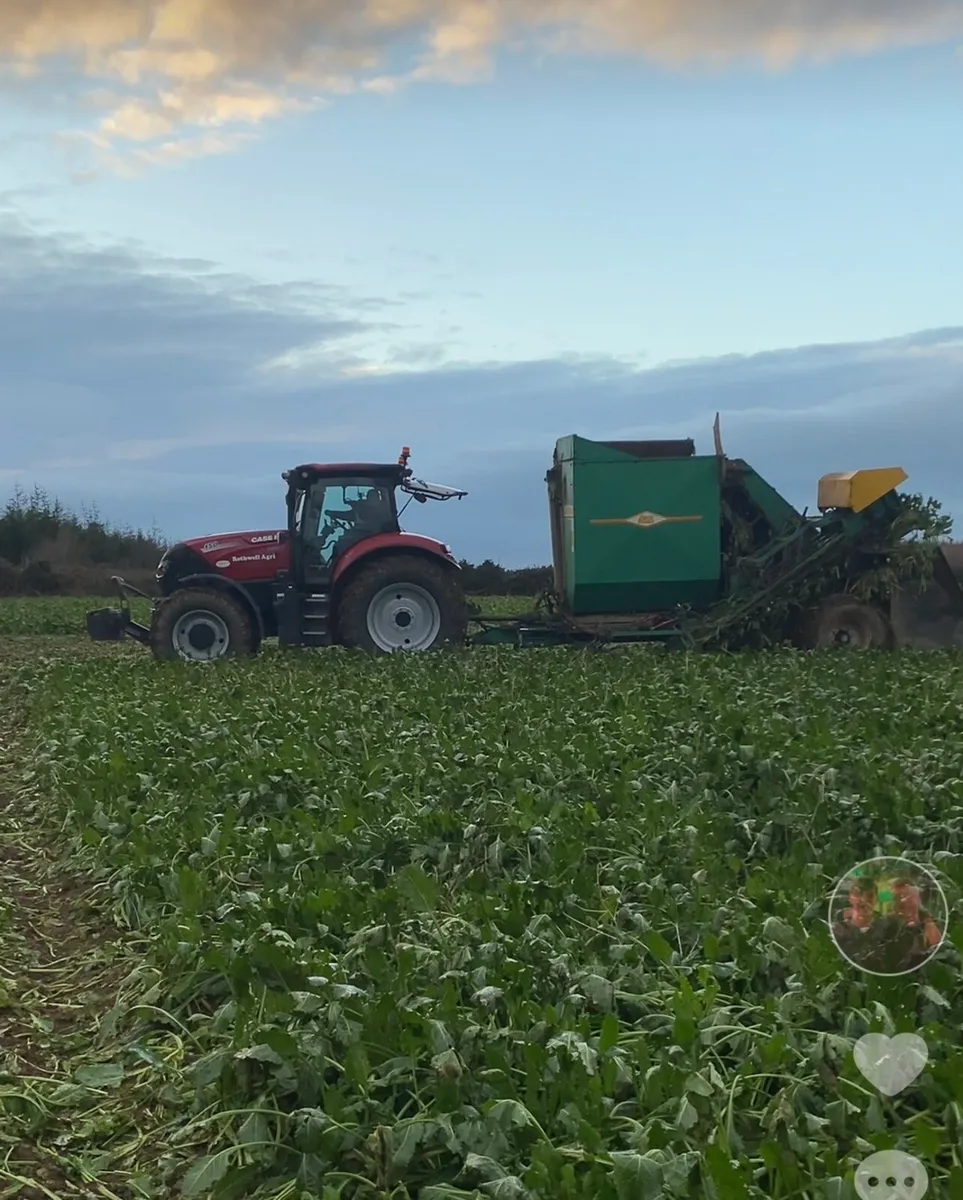 Fodder beet and sugar beet - Image 1