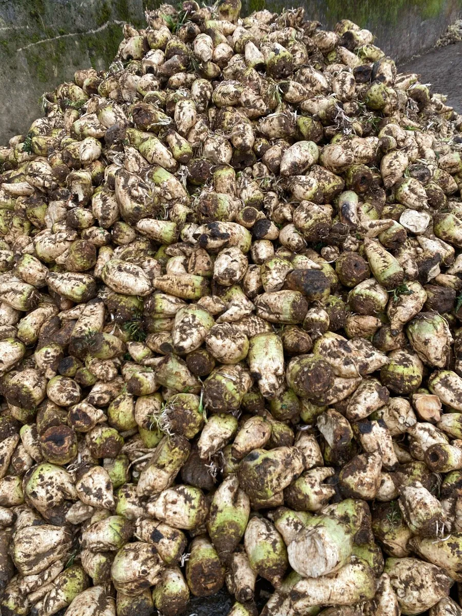 Fodder beet and sugar beet - Image 2