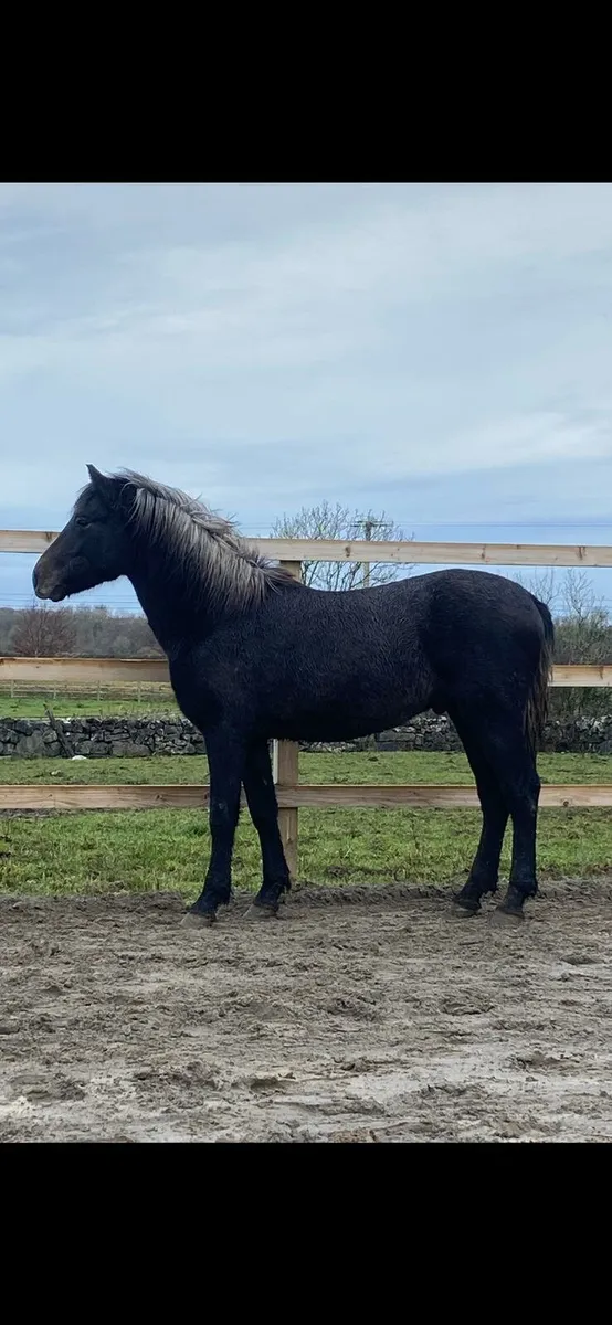 Connemara 2yo colt - Image 1