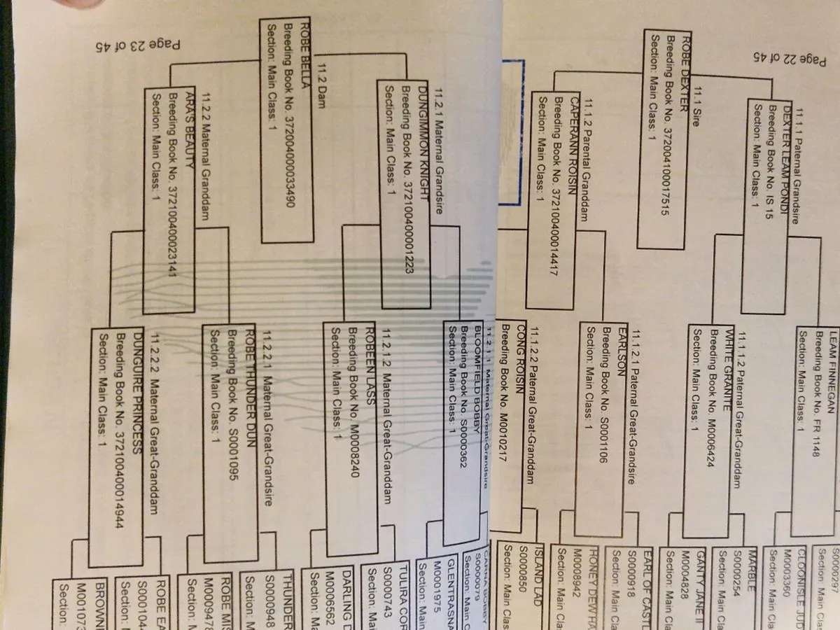 Connemara 2yo colt - Image 4