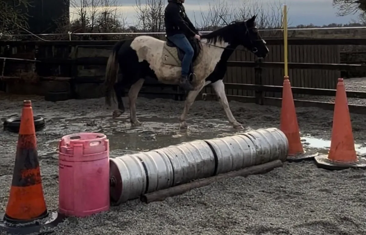 Skye ⭐️ 15 2 Piebald Mare - Image 2