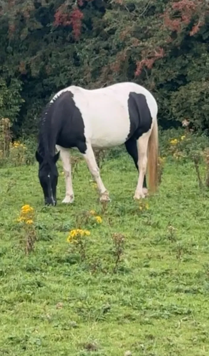 Skye ⭐️ 15 2 Piebald Mare - Image 4