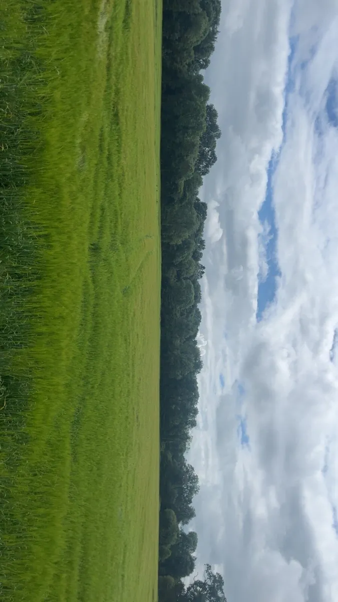 Barley whole crop for sale - Image 2