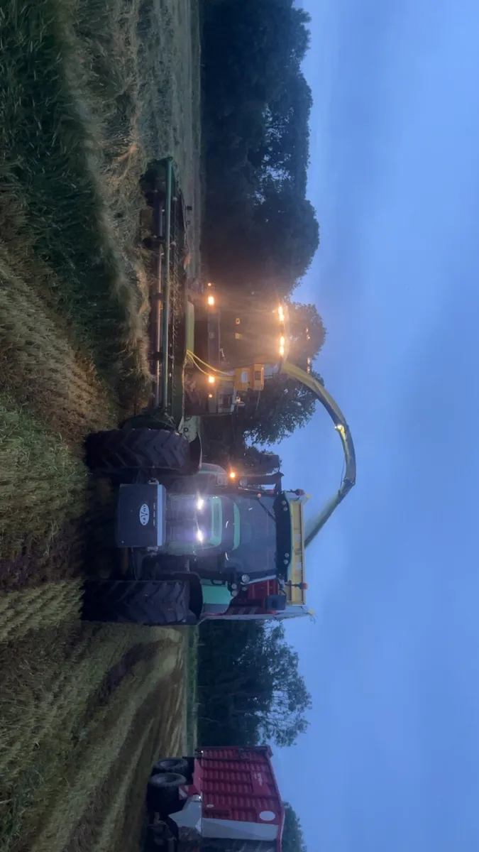 Barley whole crop for sale - Image 4