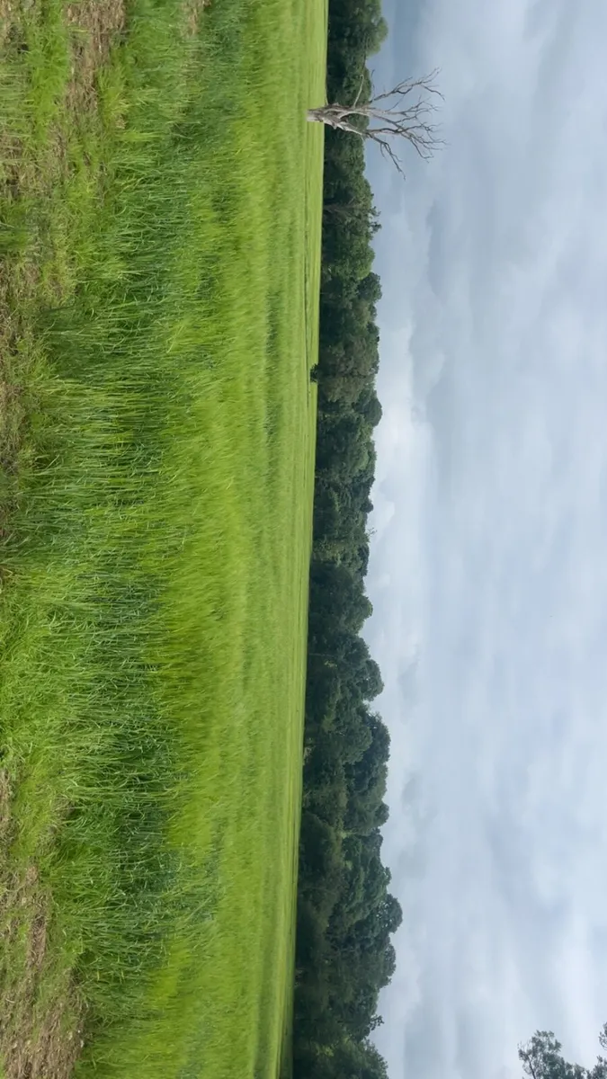 Barley whole crop for sale - Image 1
