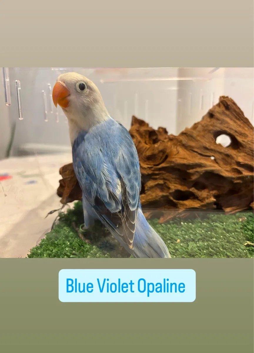 Opaline Fischer Lovebird! - Image 4