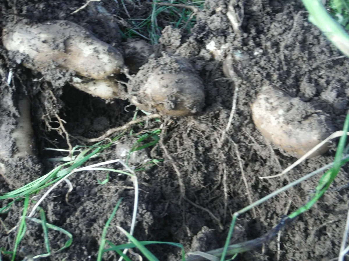 Yacon crowns,Free post - Image 1