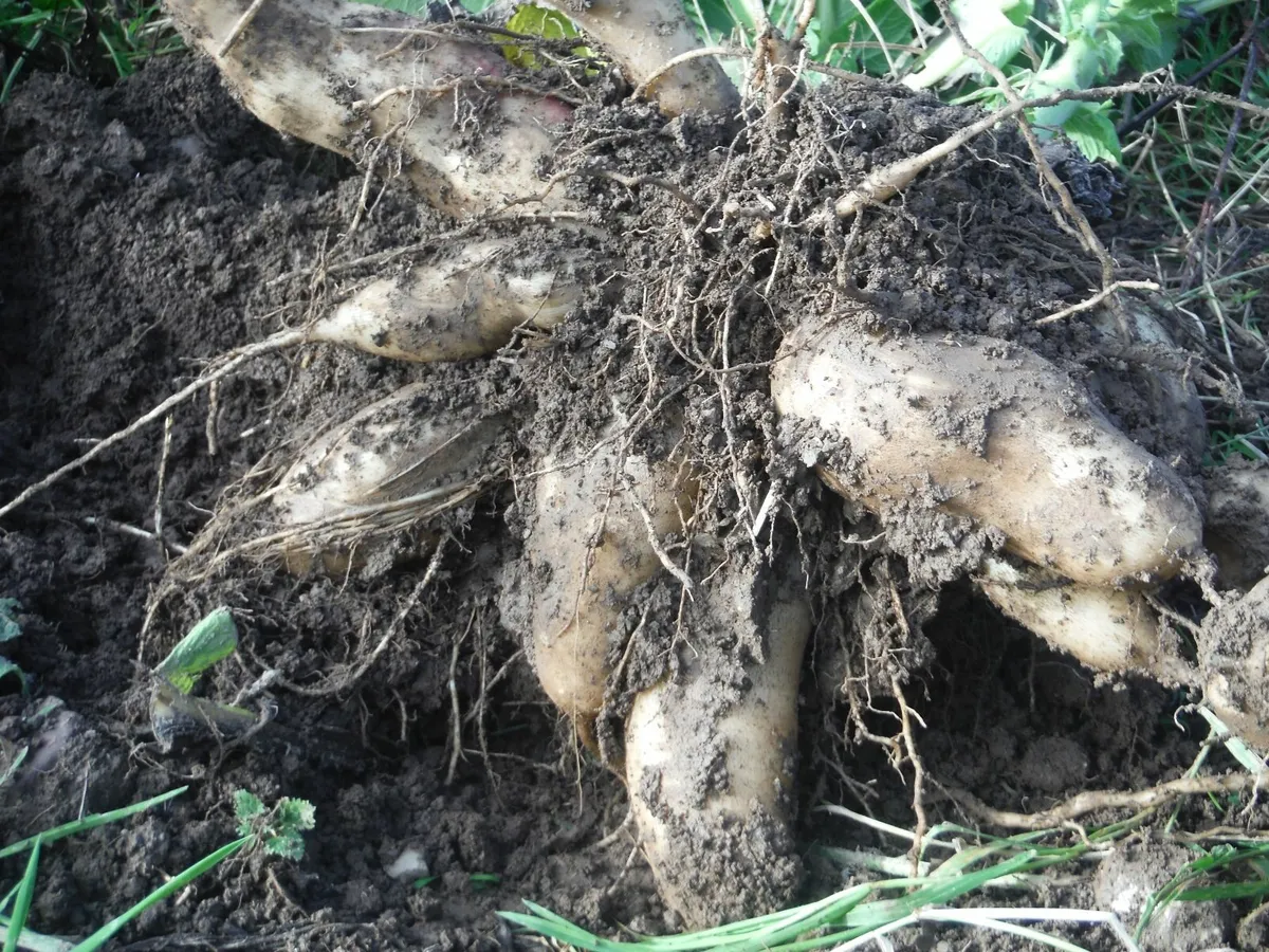 Yacon crowns,Free post - Image 2