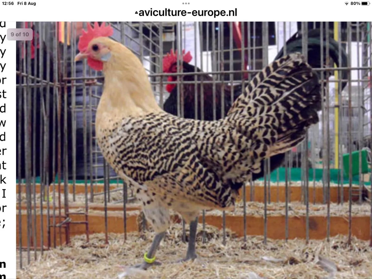 Fertile Eggs::Lemon Pencilled Friesian, Rare - Image 1