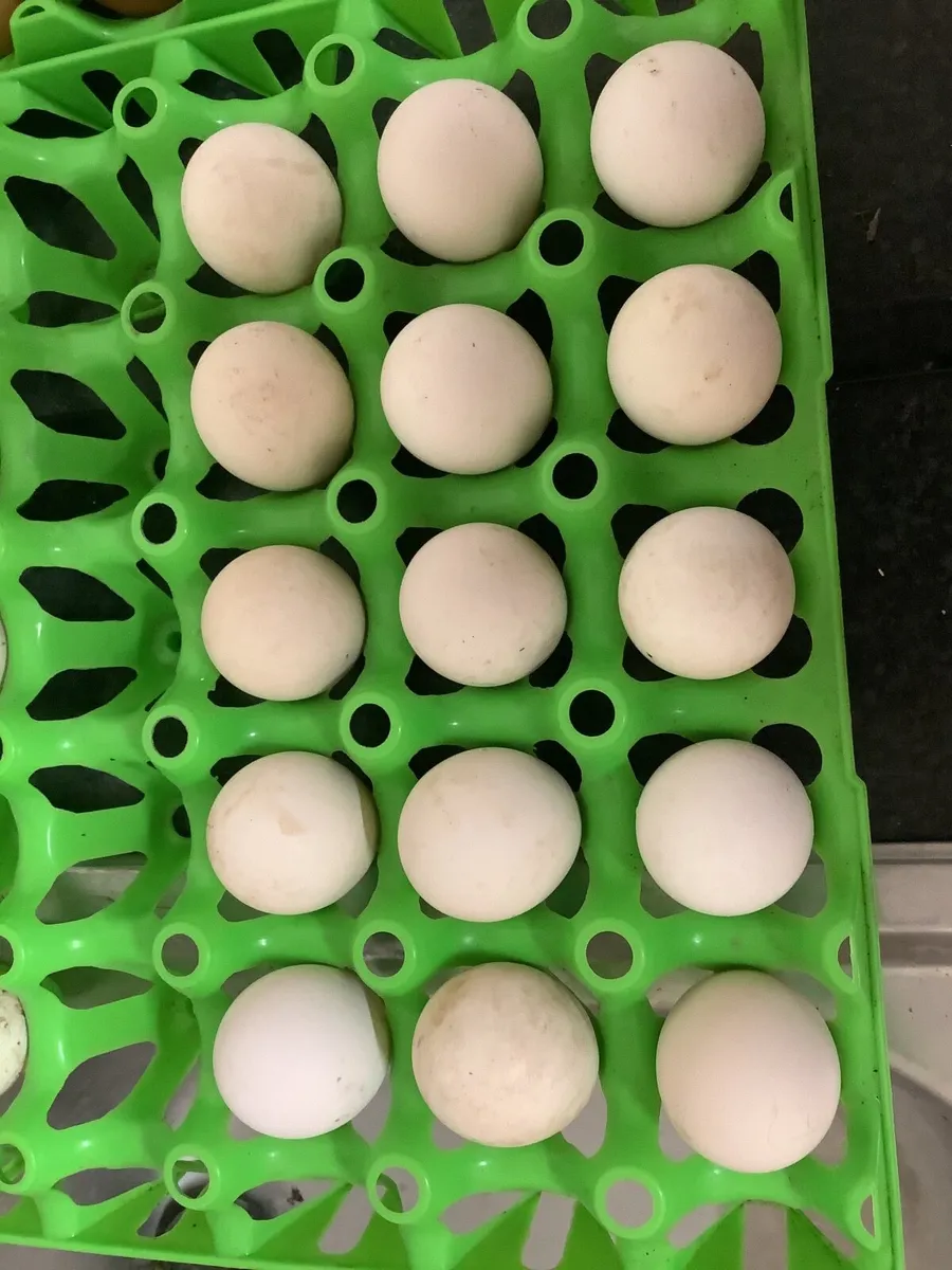 Fertile Eggs::Lemon Pencilled Friesian, Rare - Image 4