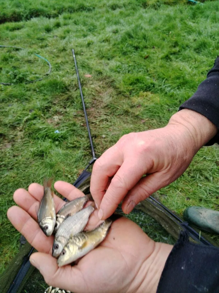 Carp for Sale - Image 4