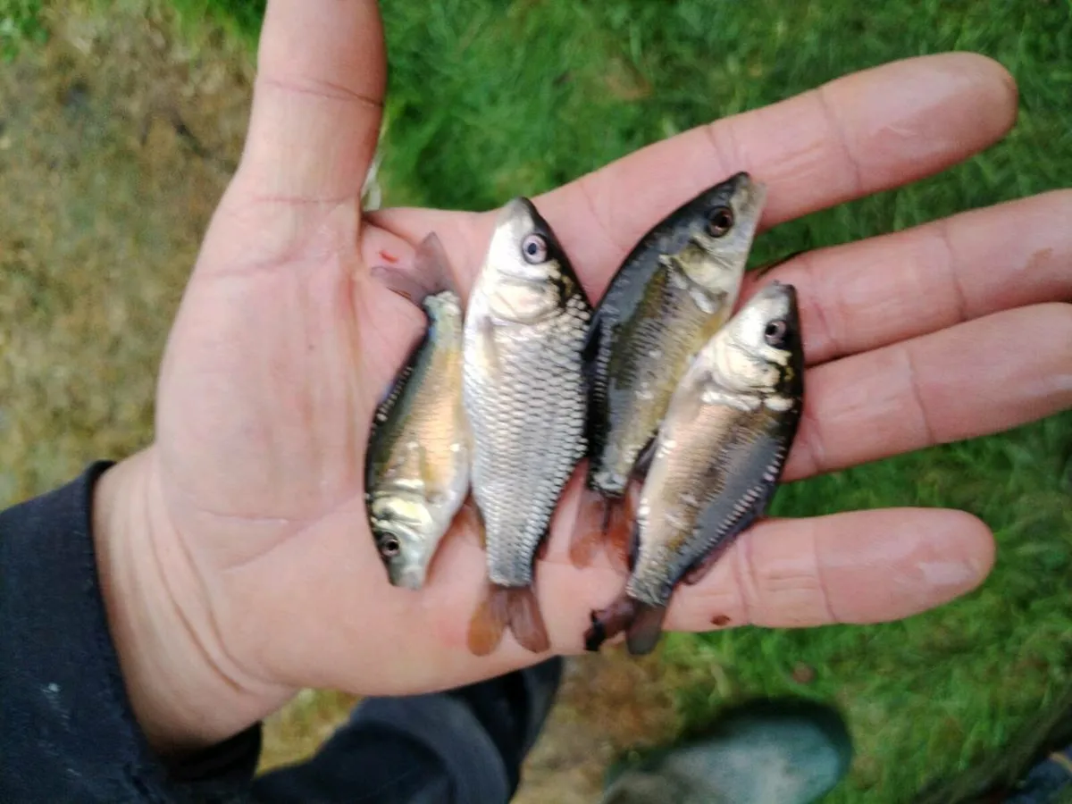 Carp for Sale - Image 1