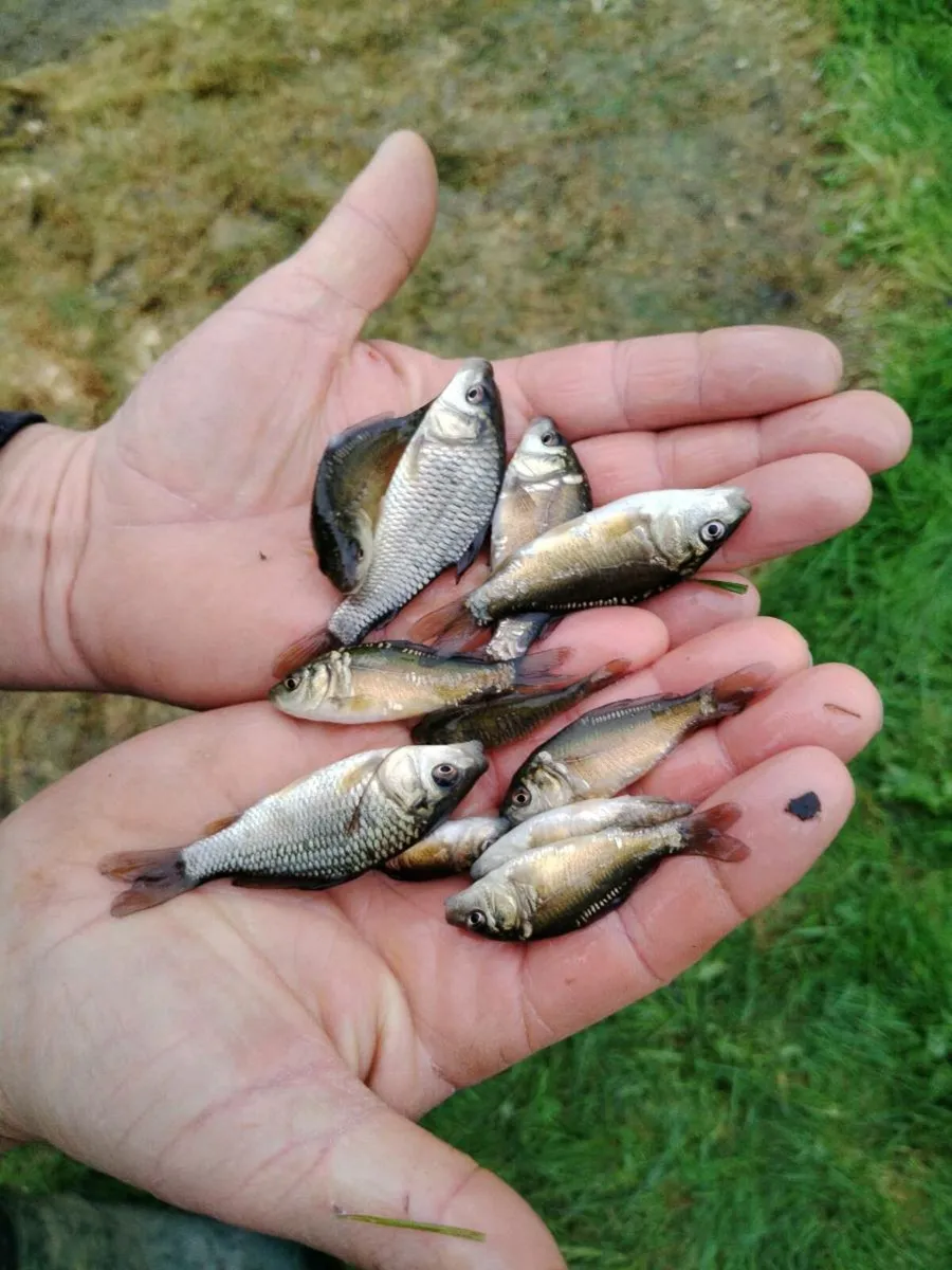 Carp for Sale - Image 2