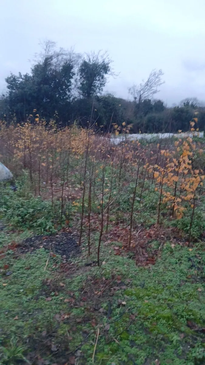 Native birch trees 5-6 foot €10 - Image 2