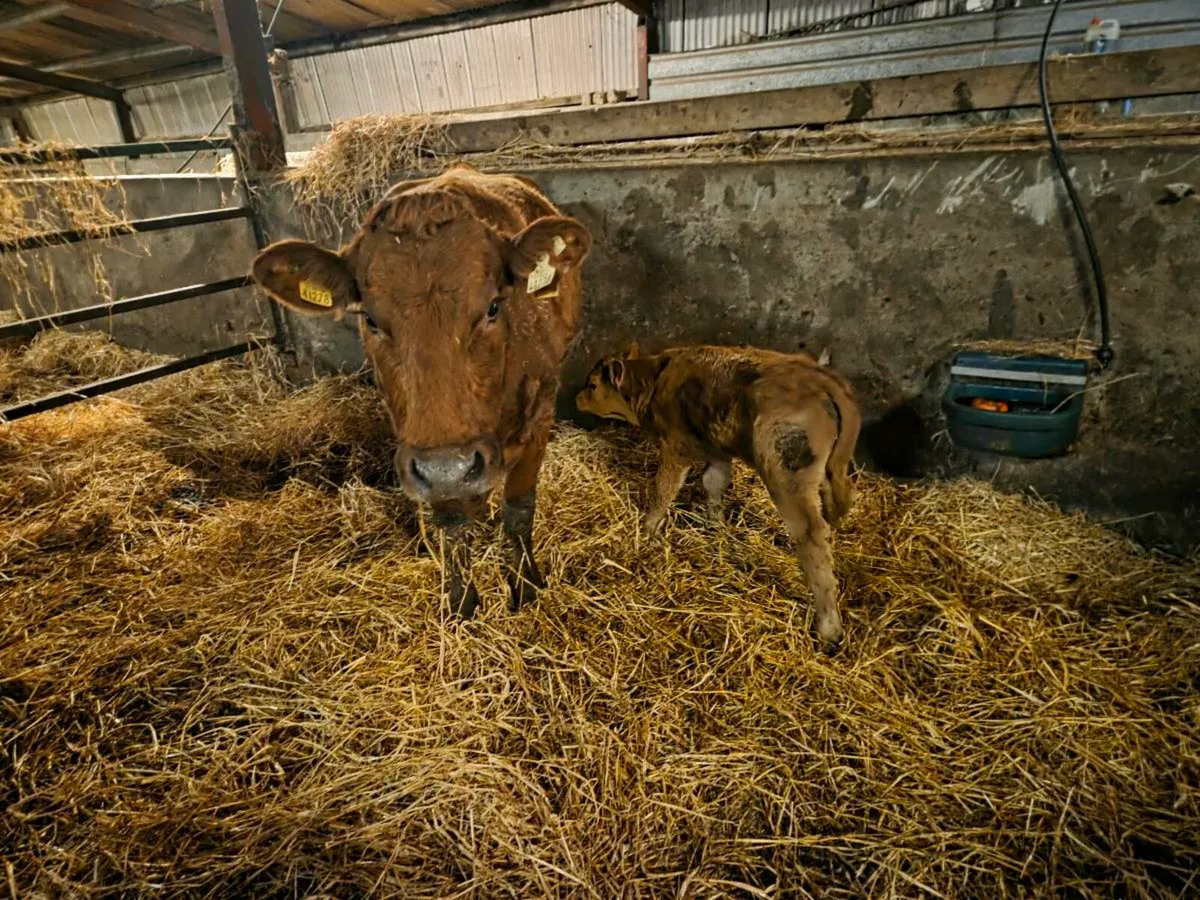 Cow and calf - Image 1