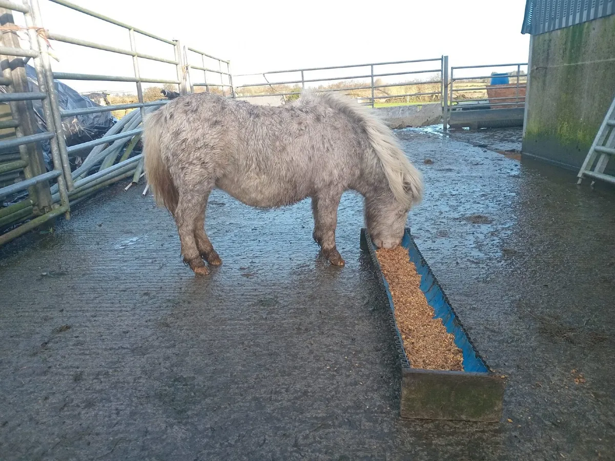 Miniature Falabella Fillies - Image 2