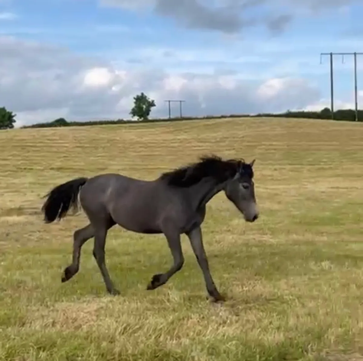 Connemara Filly - Image 3
