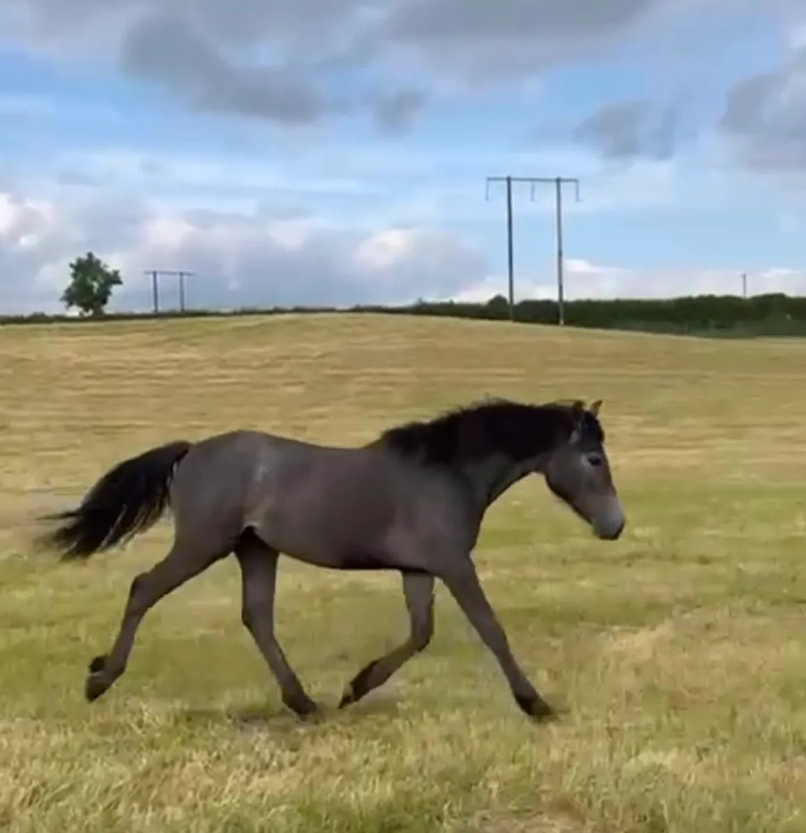 Connemara Filly - Image 4