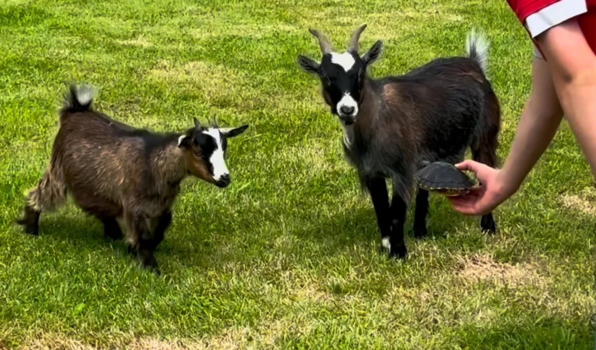 Pygmy Goats - Image 1