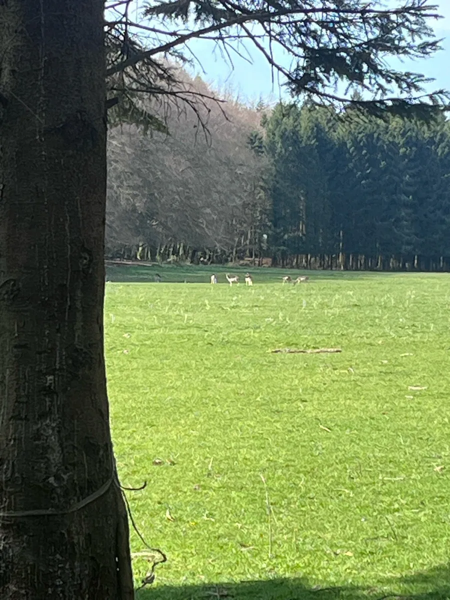 Deer management and deer control - Image 2