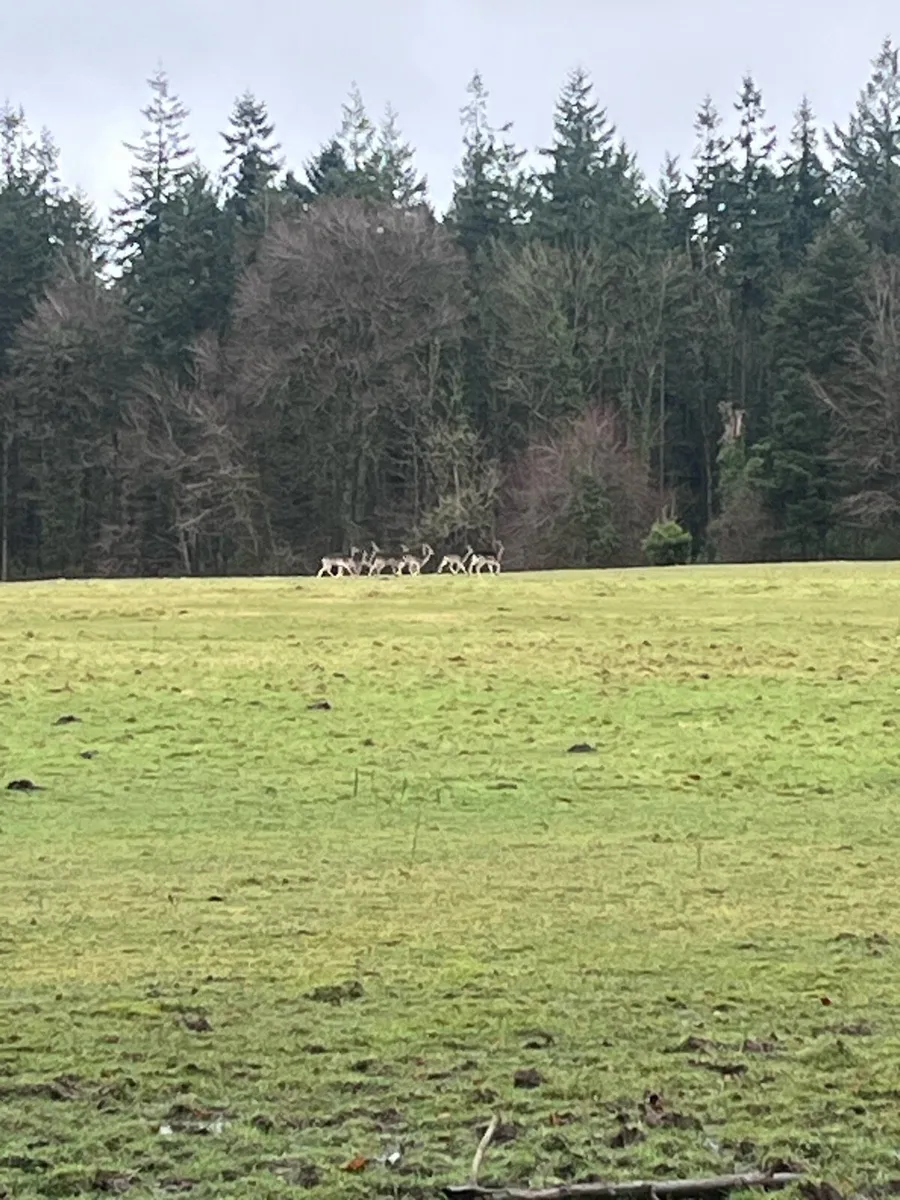 Deer management and deer control - Image 3