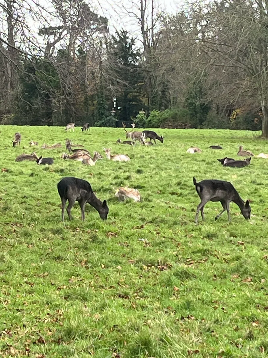 Deer management and deer control - Image 1