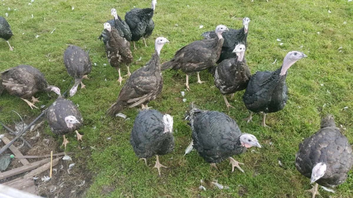 Farm Reared Turkey - Image 3