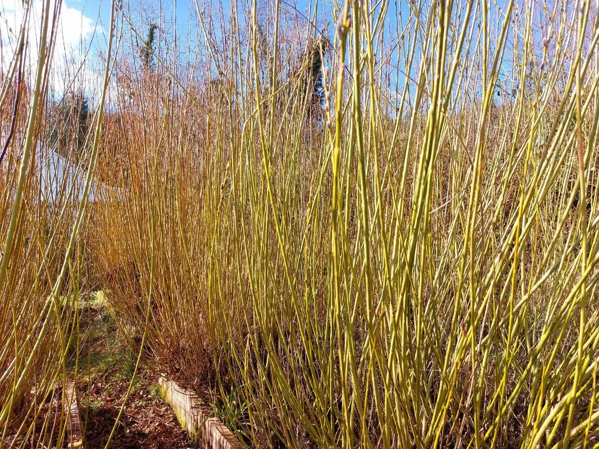 Willow Rods and Willow Cuttings - Image 1