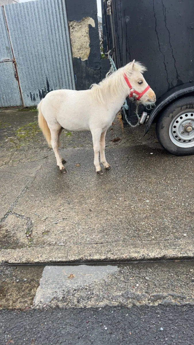 Palomino colt 27inches - Image 2