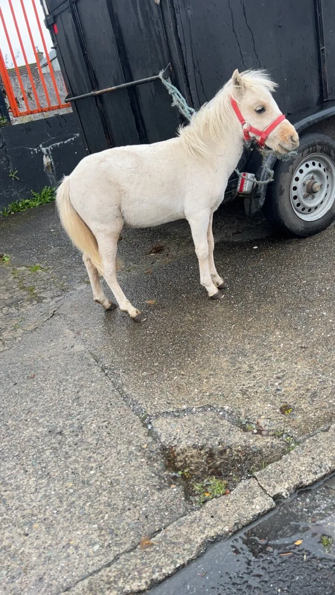Palomino colt 27inches - Image 3