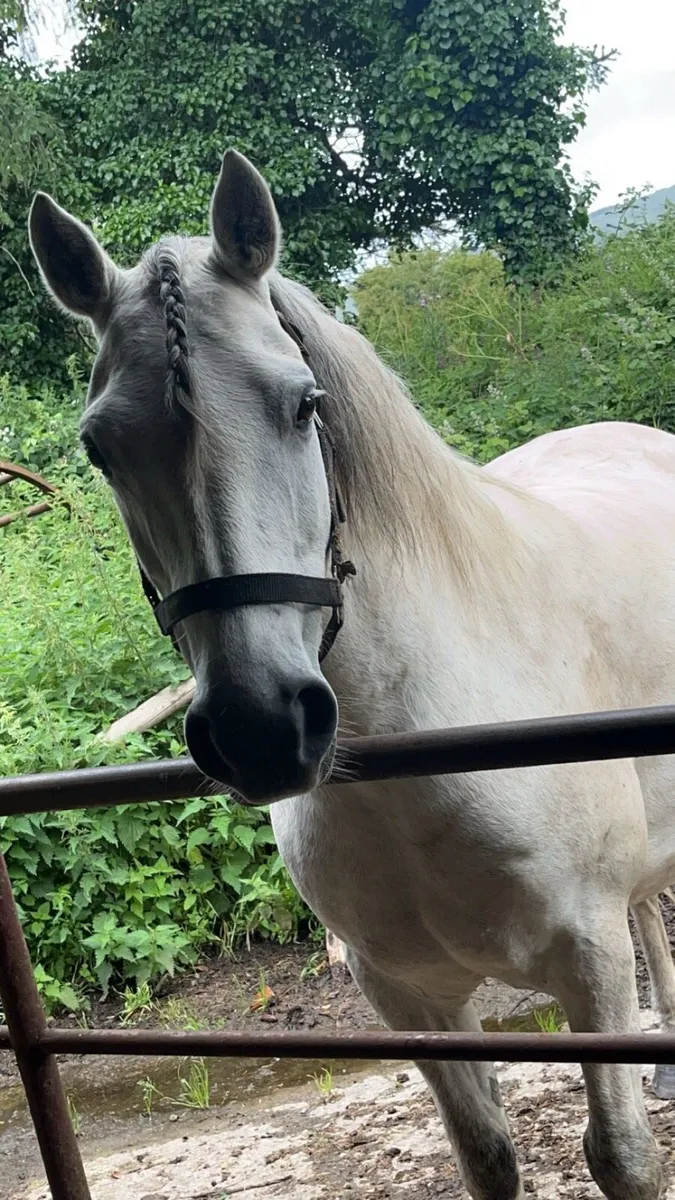 Class 1 Connemara Broodmare - Image 3