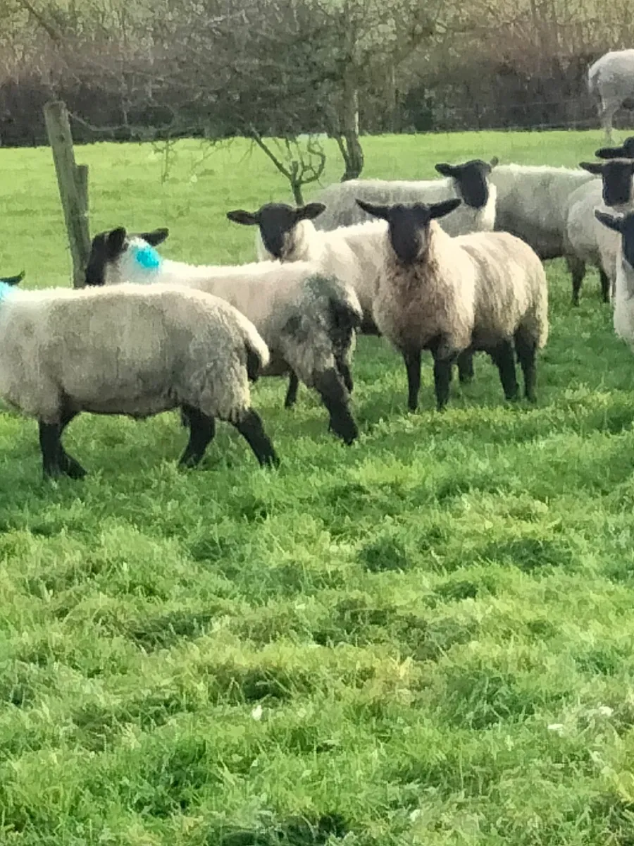 LAMBS FOR SALE - Image 4