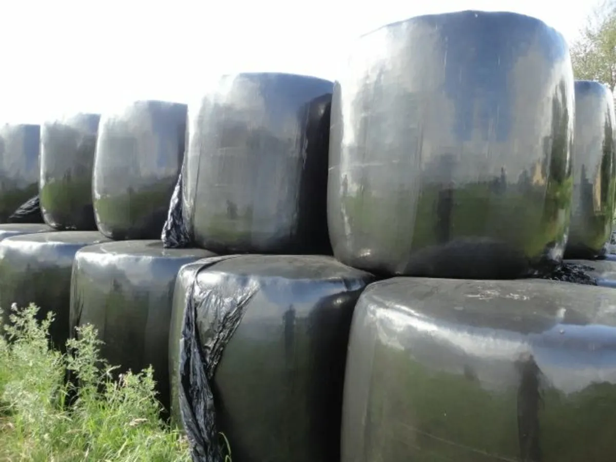 silage - Image 3