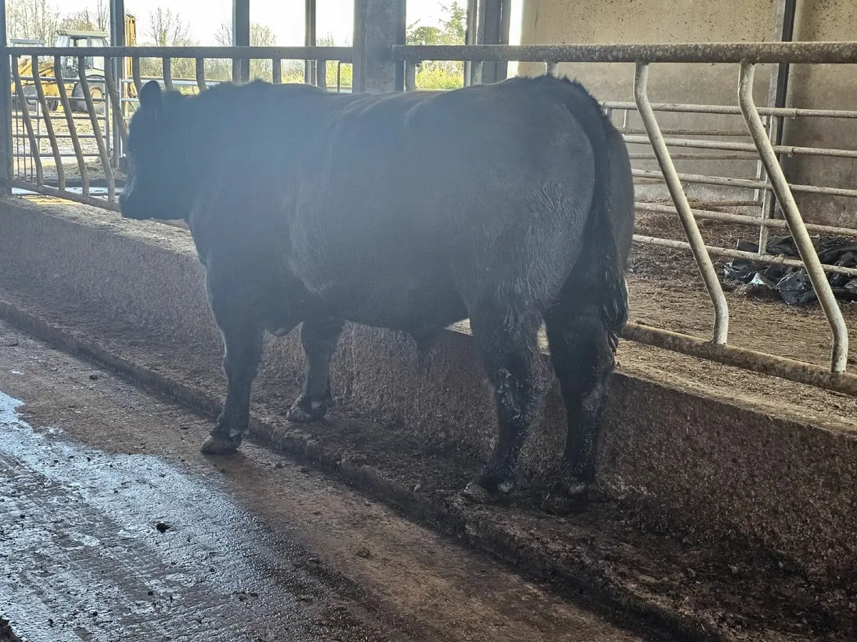 Full Herd Clearance Sale - Image 4