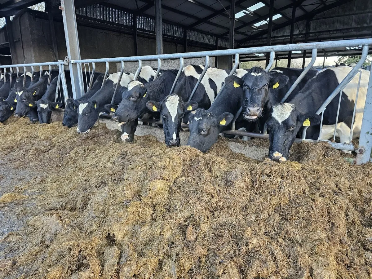 Full Herd Clearance Sale - Image 1