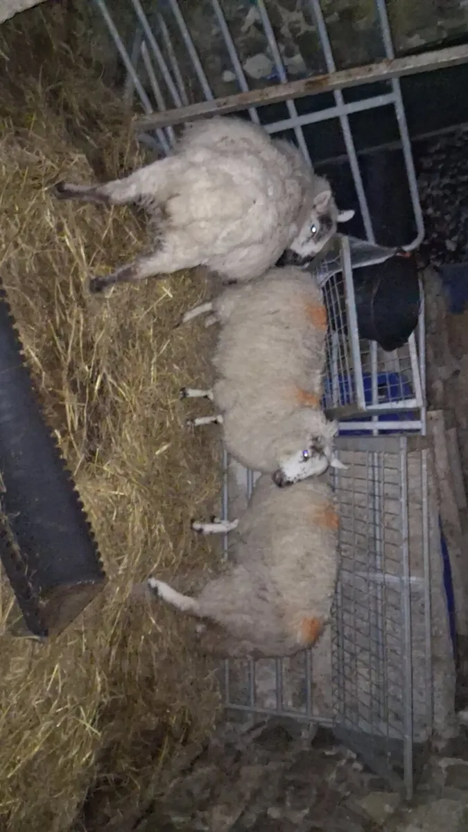 3 ewe lambs for sale - Image 2