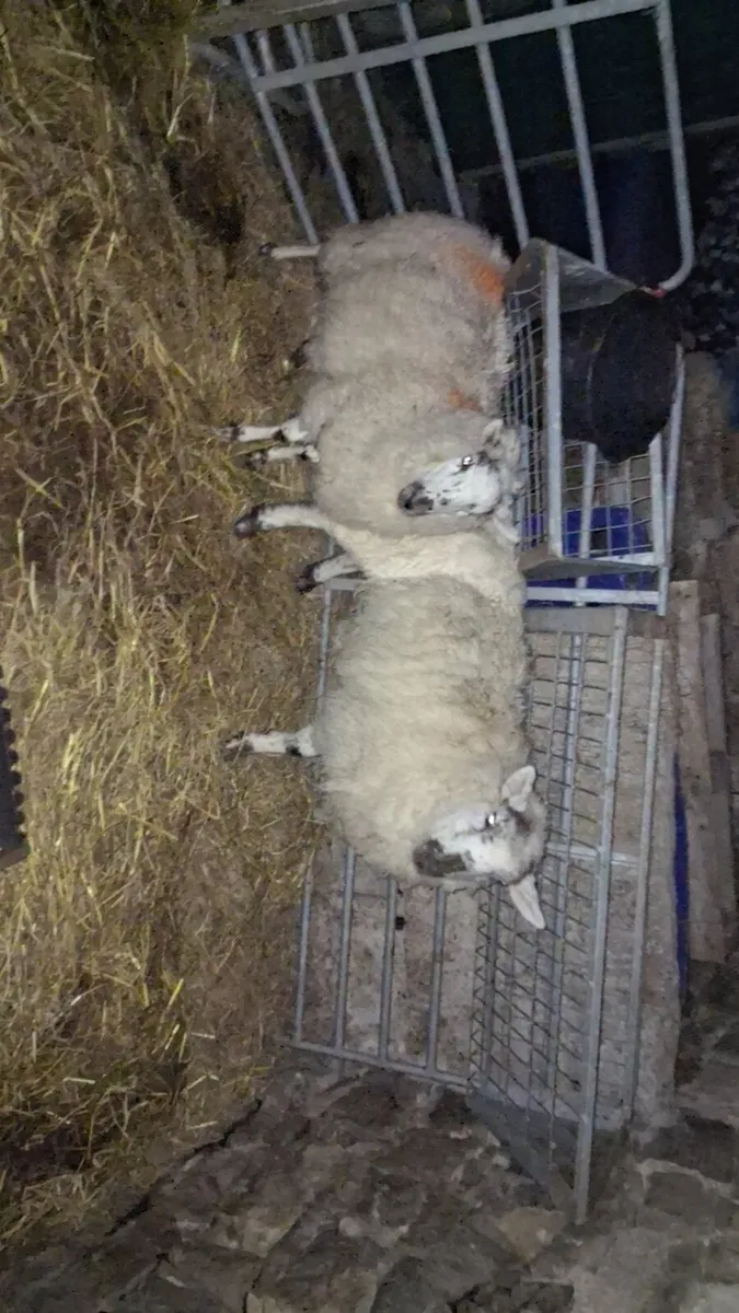 3 ewe lambs for sale - Image 3