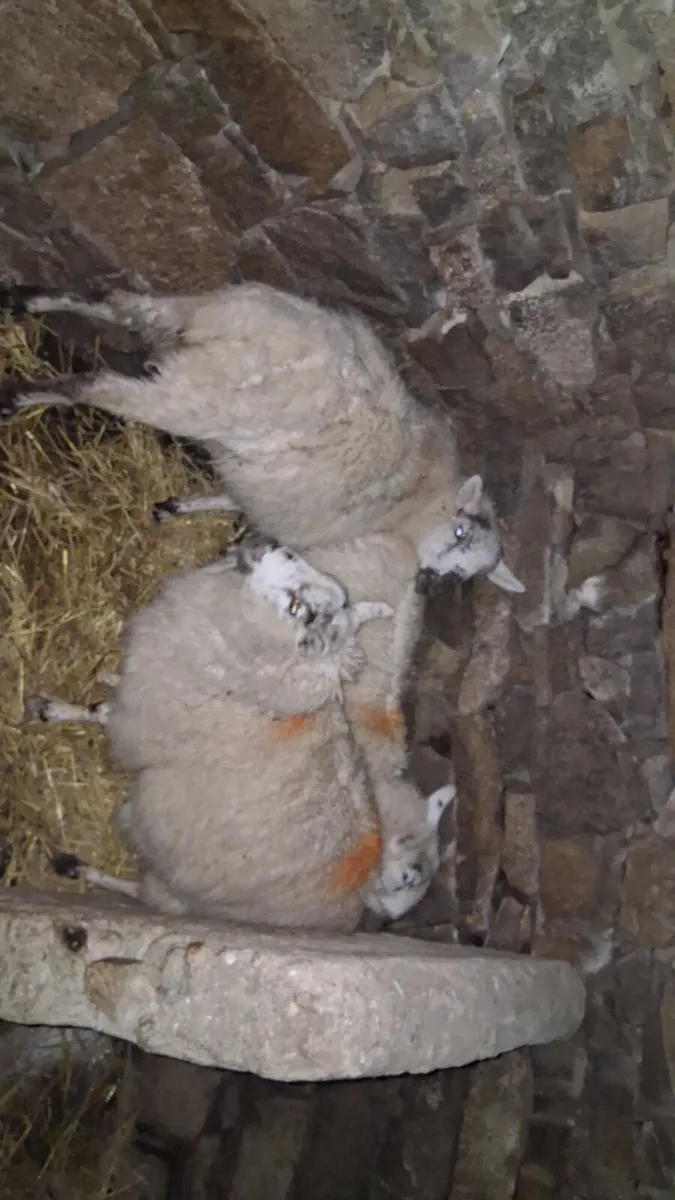 3 ewe lambs for sale - Image 4