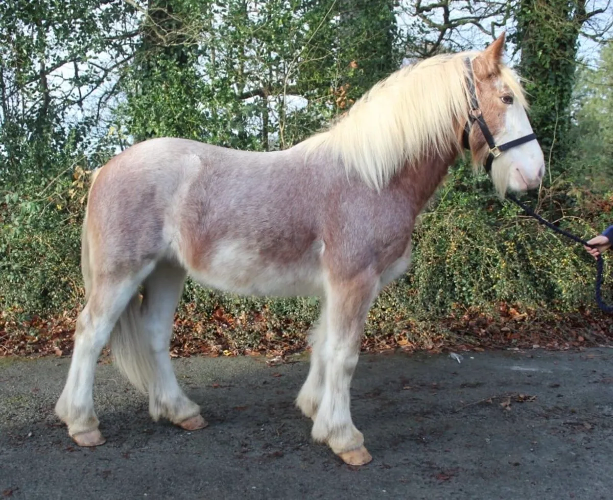 Strawberry Roan Cob Yearling - Image 2