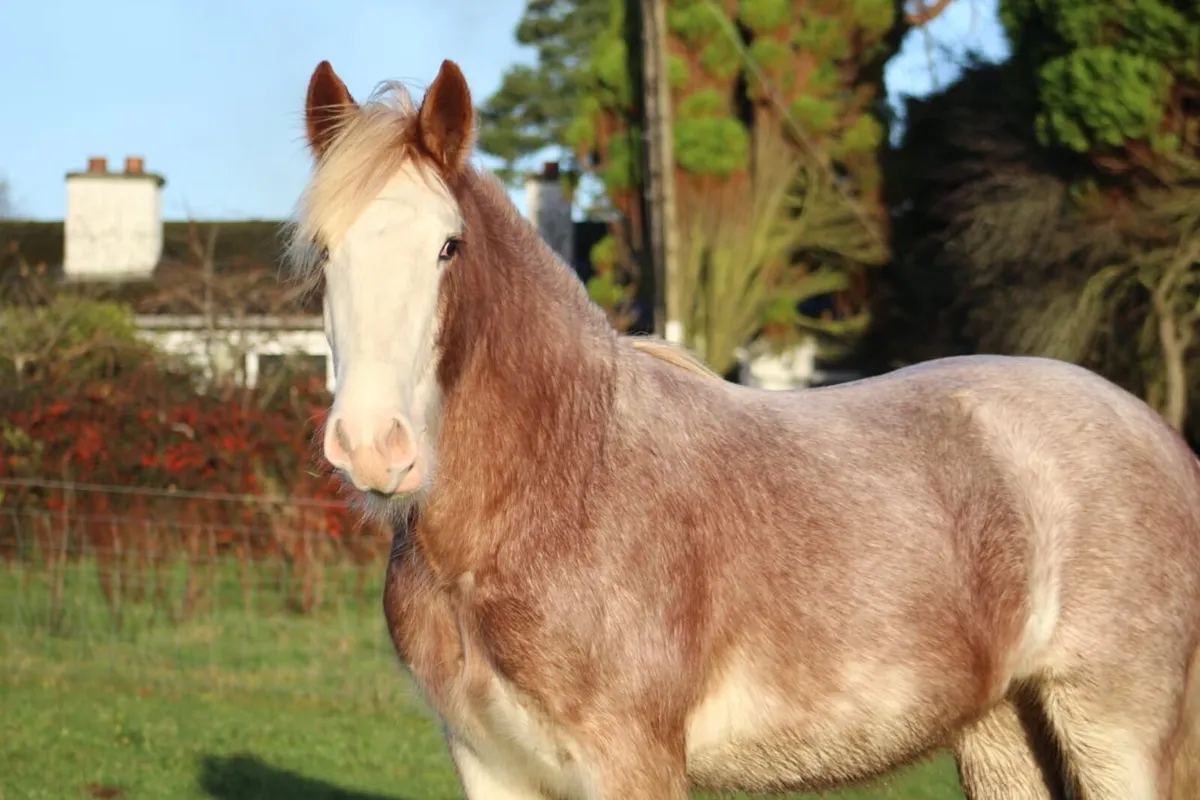 Strawberry Roan Cob Yearling - Image 1