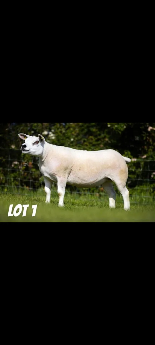 Þexel in lamb hoggets - Image 1