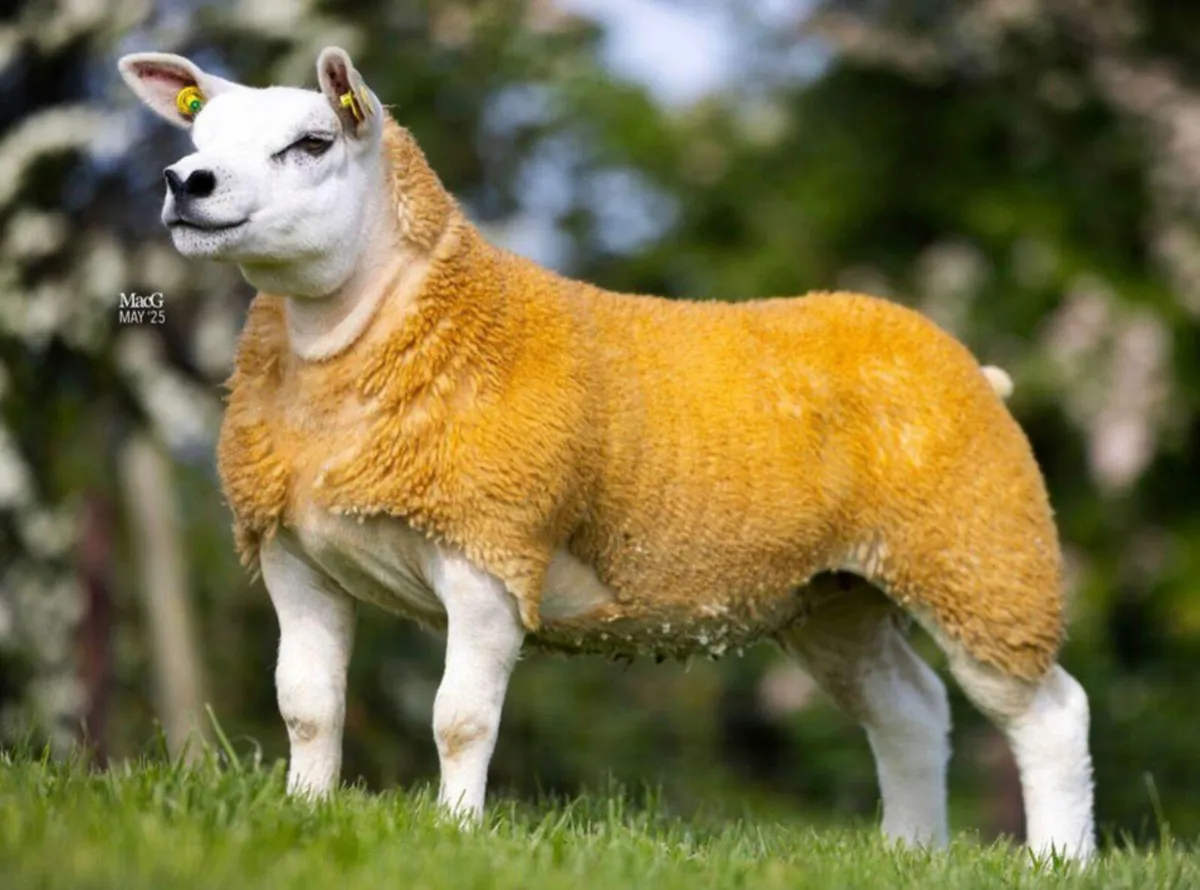 Þexel in lamb hoggets - Image 2