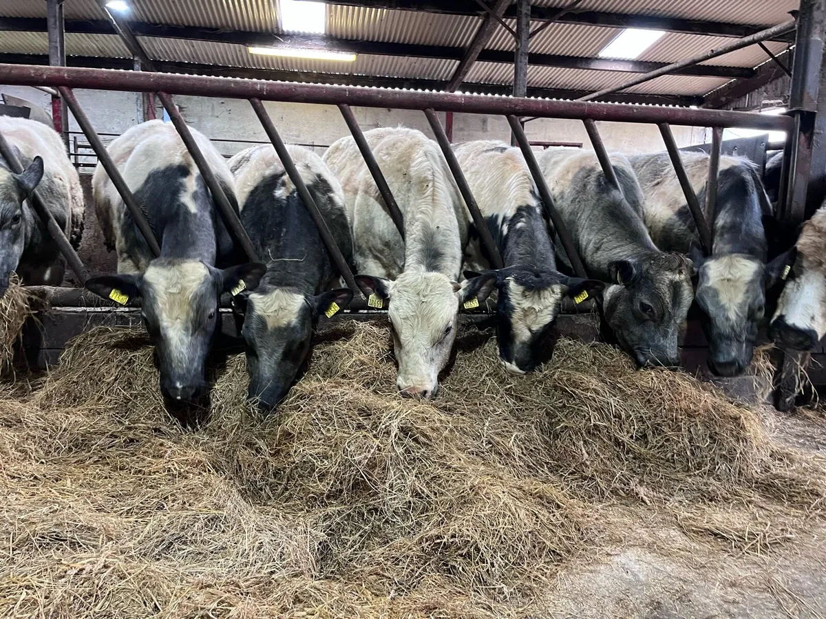 Belgian blue bulls - Image 1