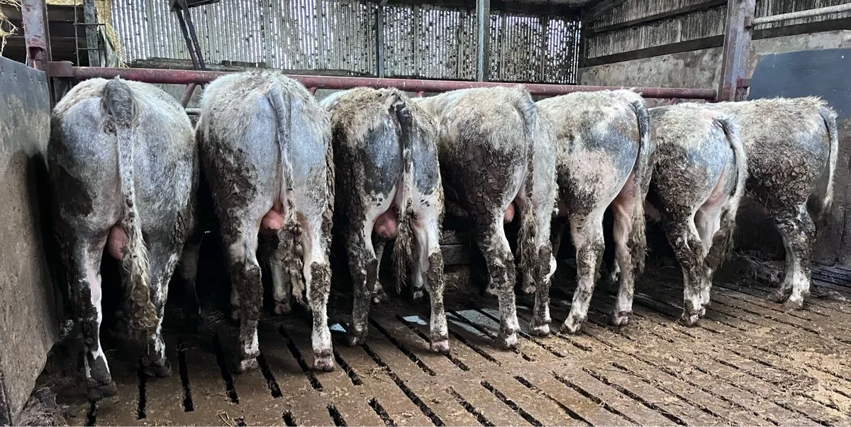 Belgian blue bulls - Image 2