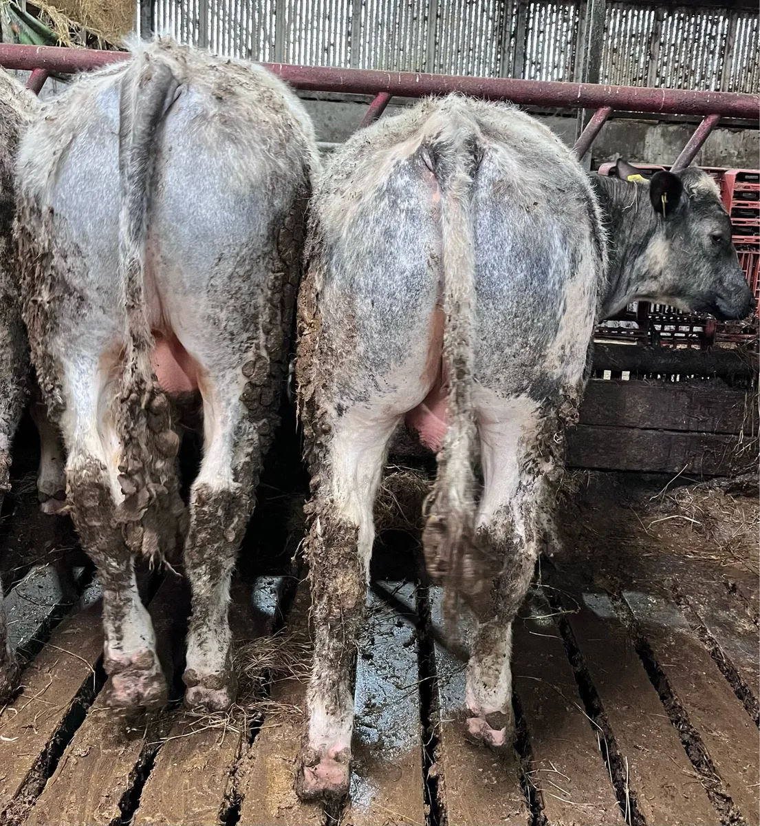 Belgian blue bulls - Image 4