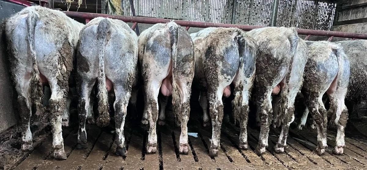 Belgian blue bulls - Image 3