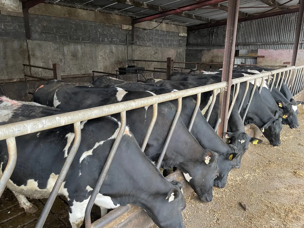 10 springers - Image 1