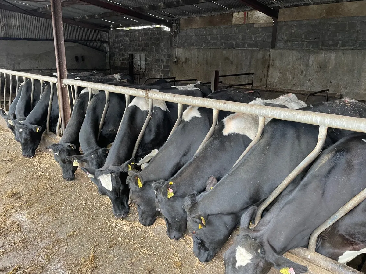 10 springers - Image 2