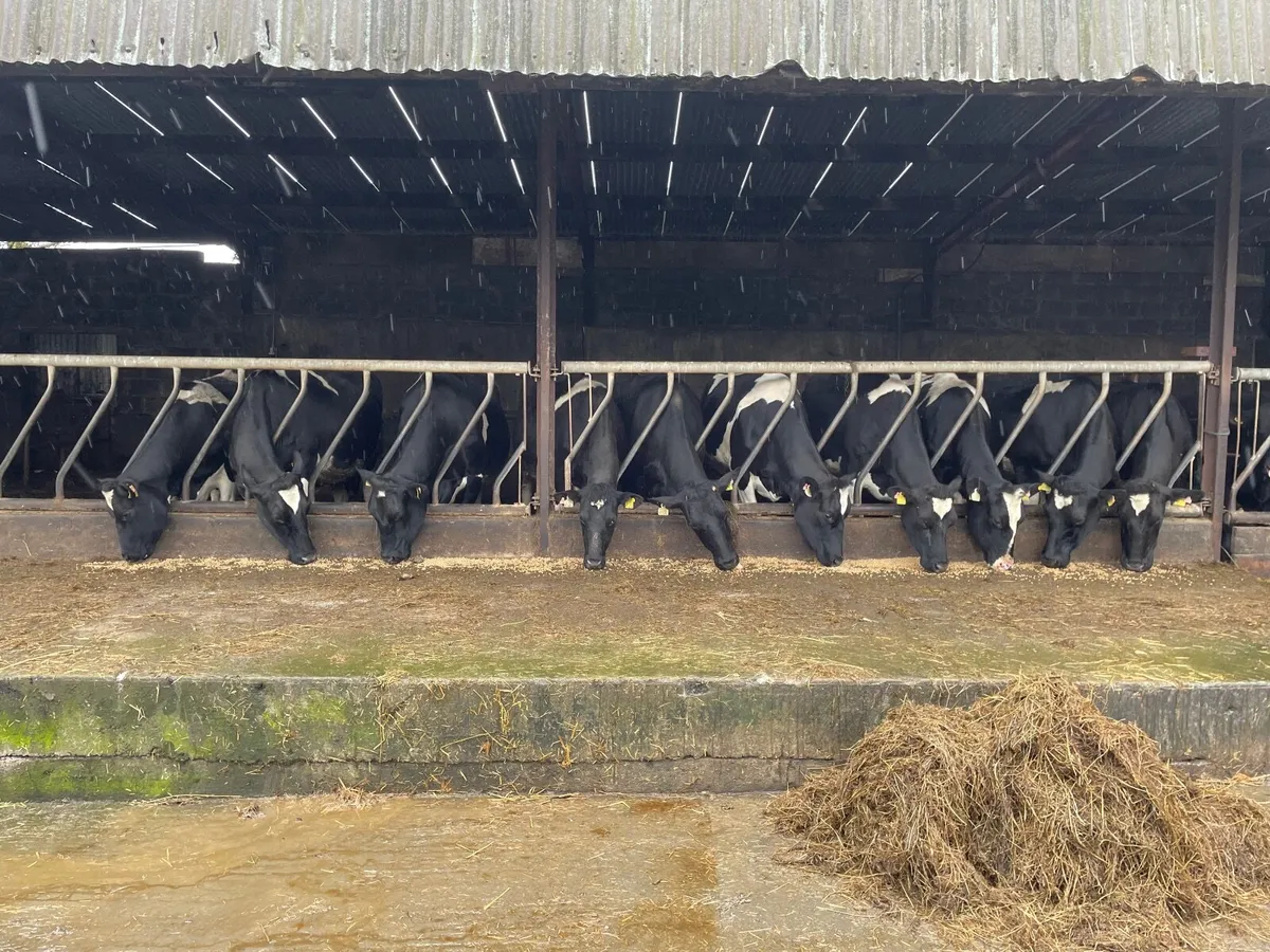 10 springers - Image 4