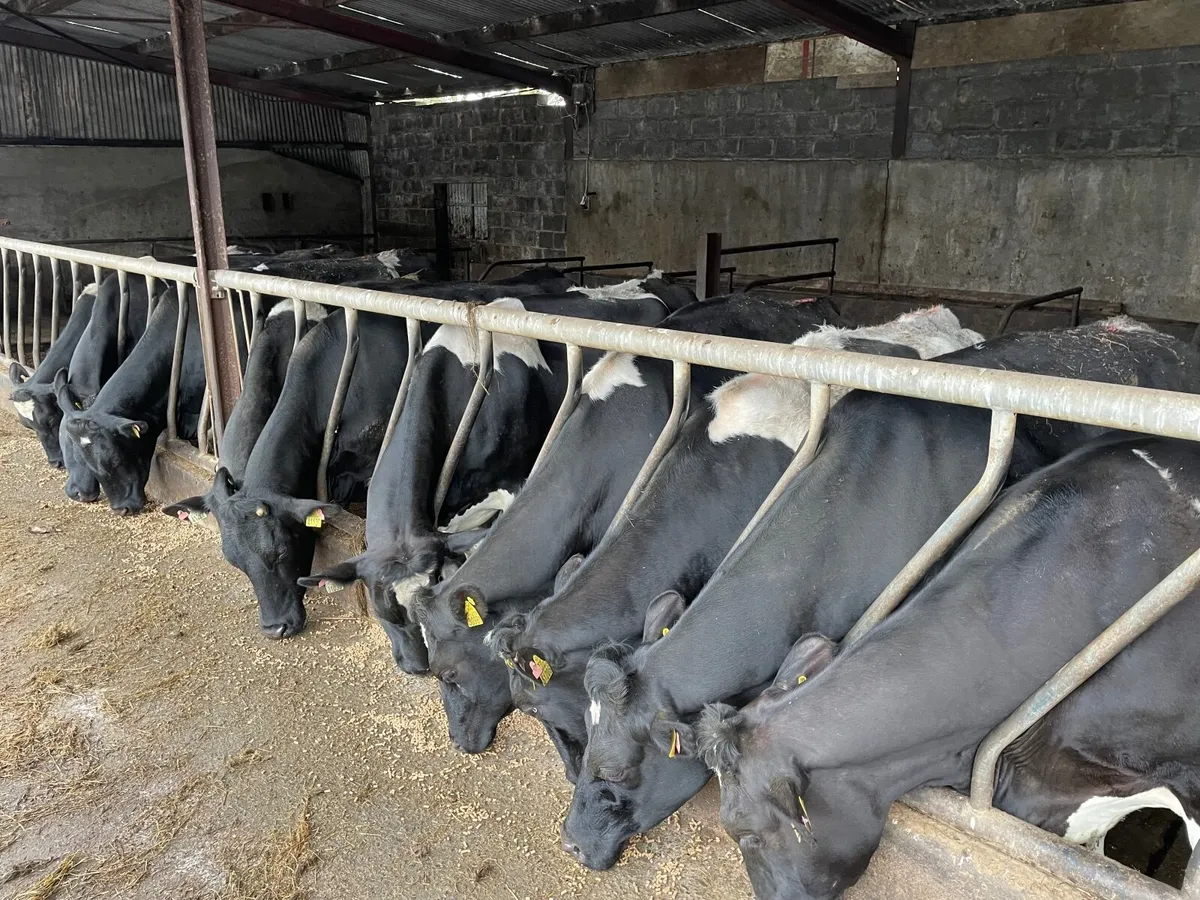 10 springers - Image 3